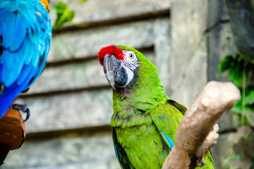 Military Macaw sitting on a branch at the zoo 