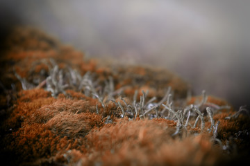 Autumn mossy dream 