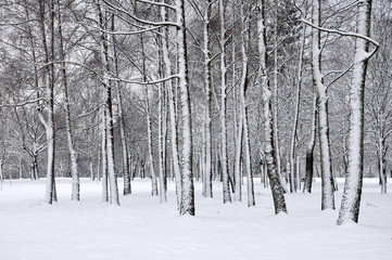 The trunks of deciduous trees covered with snow after a snowfall. Winter background, wallpaper.