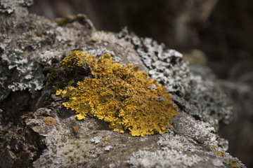 Lichen 