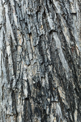 Tree bark texture