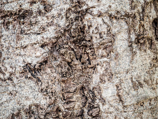 Tree bark texture