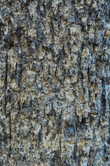 Tree bark texture