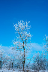 Winter Forest in clear day. Blue sky. Beautiful landscape. Tree in the snow