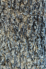 Tree bark texture