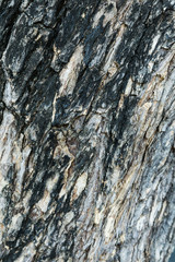 Tree bark texture