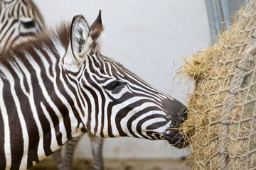 Close-up of a zebra eating