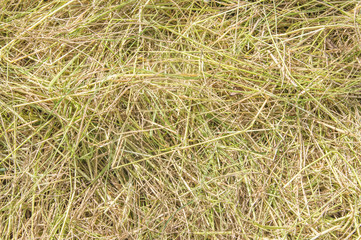Rice field