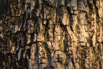 wood texture