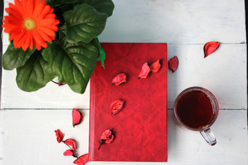 Гербера домашняя в горшке, красная книга, лепестки роз и чай в чашке