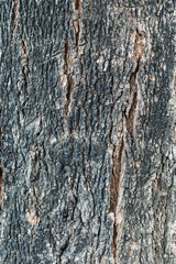 Tree bark texture