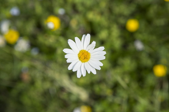 daisy growing on the meadow