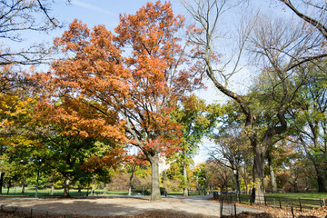 Canopy of American elms in Central Park