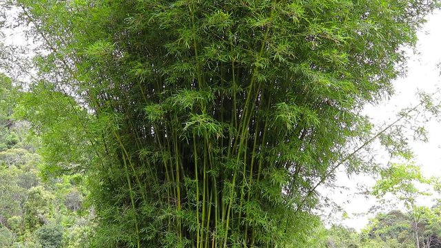 Bambuzal.