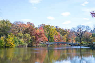 Fototapeta na wymiar Bow bridge during the fall in Central Park