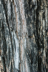 Fototapeta premium Tree bark texture