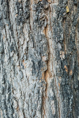 Tree bark texture