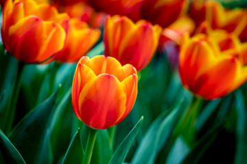 Colorful of tulip