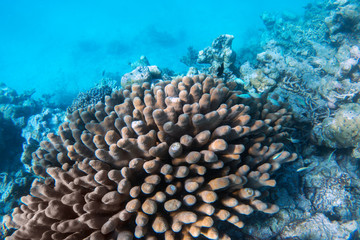 Underwater coral reef and fish in Indian Ocean, Maldives.