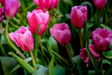 Pink tulip flowers