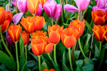 Colorful of tulip