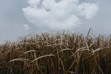 Dry reed bending under cloud. Retro style