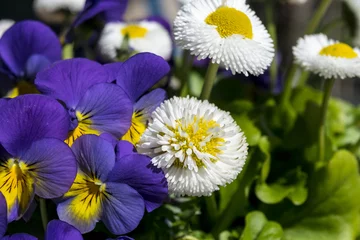 Foto auf Acrylglas Pansies Daisies and pansies. Blue heartsease. Flowerbed with pansies and daisies.   © O de R