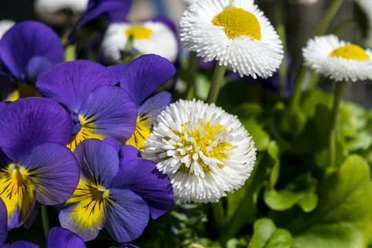 Daisies and pansies. Blue heartsease. Flowerbed with pansies and daisies. 