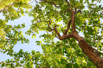 Fototapeta premium green trees on a sunny day, the view from the bottom