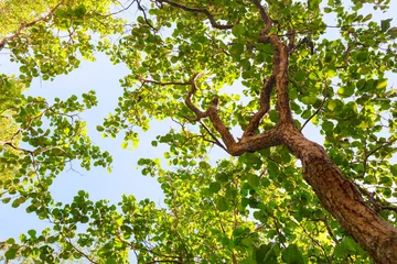 green trees on a sunny day, the view from the bottom