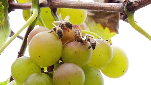 Abelhas no cacho de uvas.