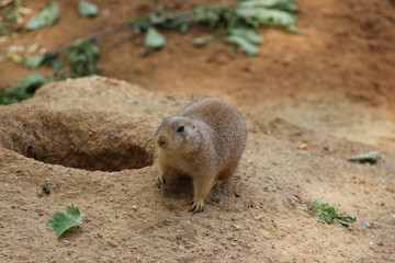 prairie dog