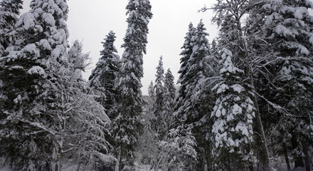 Alpine Forest after a snow storm