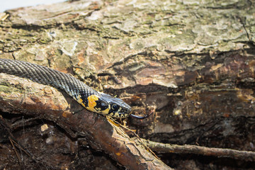 Snake on a tree