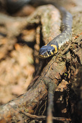 Snake on a tree
