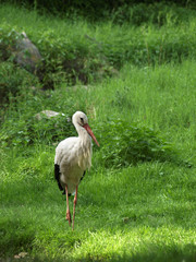 stork