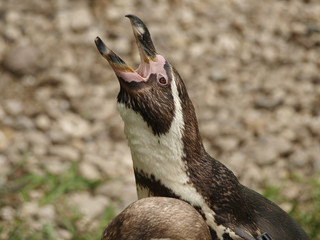 screaming penguin