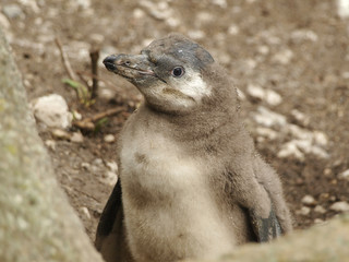 Obraz premium penguin