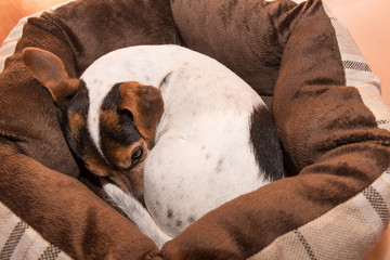 Hund schläft eingerollt in seinem Hunde Bettchen - Jack Russell 10 Jahre alt 