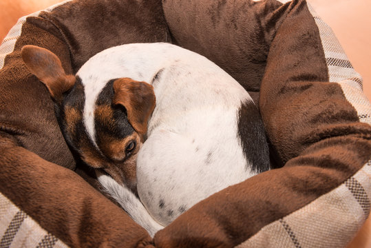 Hund schl&auml;ft eingerollt in seinem Hunde Bettchen - Jack Russell 10 Jahre alt 