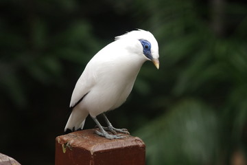 Bird