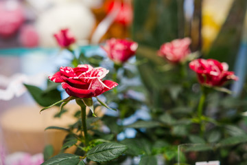 Bouquet of flowers, roses, iris, tulip,