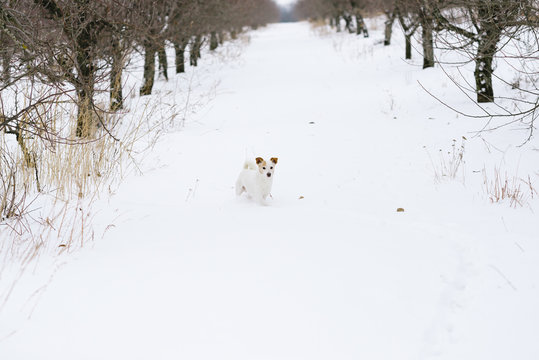 white dog in the winter garden