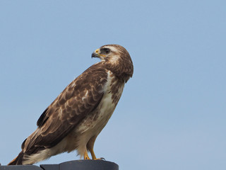 Common Buzzard (Buteo buteo)