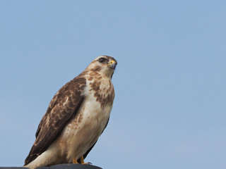 Common Buzzard (Buteo buteo)