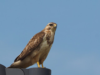 Common Buzzard (Buteo buteo)