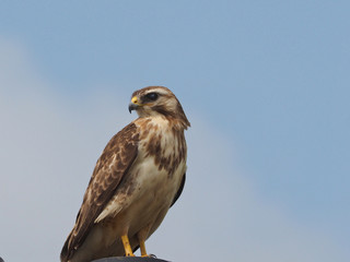 Common Buzzard (Buteo buteo)