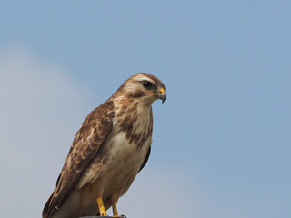 Common Buzzard (Buteo buteo)
