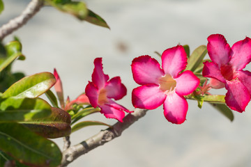 Pink Desert Rose or Impala Lily or Mock Azalea flower