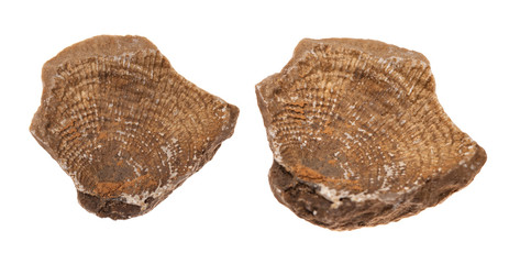 shell fossil on white background